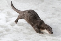 philippe-rouyer-loutre 2.jpg