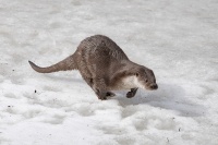 philippe-rouyer-loutre 3.jpg