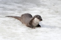 philippe-rouyer-loutre 4.jpg