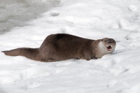 philippe-rouyer-loutre 5.jpg