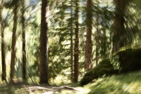 bissardon-suzanne-icm forêt à main levée 1.jpg