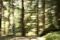 bissardon-suzanne-icm forêt à main levée 2.jpg