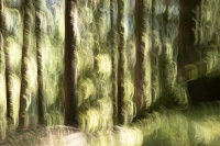 bissardon-suzanne-icm forêt à main levée 3.jpg