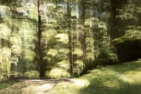 bissardon-suzanne-icm forêt à main levée 4.jpg