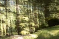 bissardon-suzanne-icm forêt à main levée 5.jpg