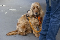 Christophe ANIMAUX VILLE oil 23 fev 1.jpg