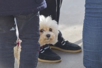 Christophe ANIMAUX VILLE oil 23 fev 2.jpg