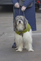 Christophe ANIMAUX VILLE oil 23 fev 3.jpg