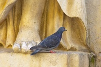 Christophe ANIMAUX VILLE oil 23 fev 4.jpg