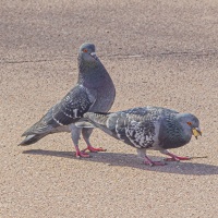 Christophe ANIMAUX VILLE oil 23 fev 5.jpg