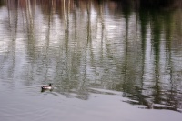 Geneviève Rome4_IMG6649R2 ICM au parc.jpg