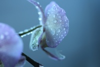 viviane BOUCHARD-IMG-jpg (2).JPG