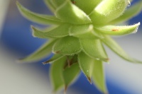 viviane BOUCHARD-IMG-JPG (3).JPG