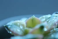 viviane BOUCHARD-IMG-jpg.JPG