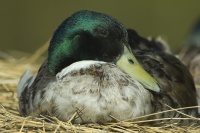 philippe-rouyer-canard colvert.jpg