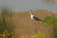 philippe-rouyer-échasse blanche 2.jpg