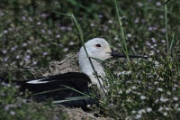 philippe-rouyer-échasse blanche.jpg