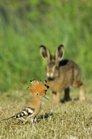 philippe-rouyer-huppe fasciée et lièvre variable.jpg