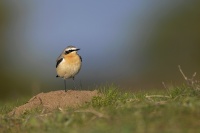 philippe-rouyer-traquet motteux.jpg