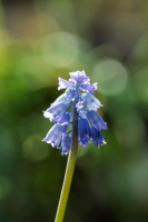 Claude B DSC00525 copie.jpg