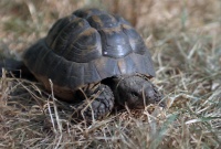 Richard GIBERT-36P1.jpg