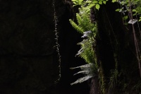 bissardon-suzanne-Gorges pont du diable La Vernaz Chablais (4).jpg