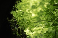 bissardon-suzanne-Gorges pont du diable La Vernaz Chablais (5).jpg