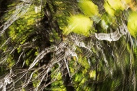 philippe-rouyer-IMC 5.jpg