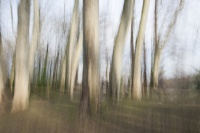 guy_Brechon_ICM (1).jpg