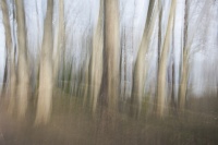 guy_Brechon_ICM (6).jpg