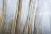 guy_Brechon_ICM (8).jpg