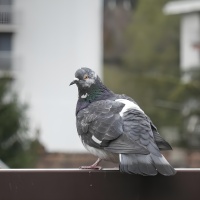 0 OIL CT pigeon-3005.jpg