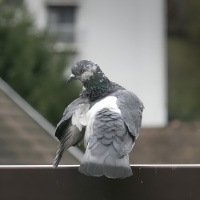 1 OIL CT pigeon-2982.jpg