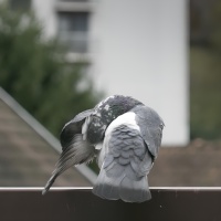 2 OIL CT pigeon-2983.jpg