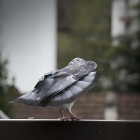 3 bis OIL CT pigeon-2994-4.jpg