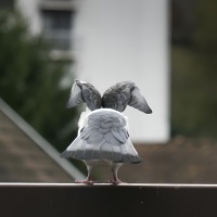 3 OIL CT pigeon-2975.jpg