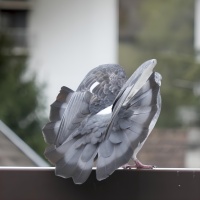 4 OIL CT pigeon-2993.jpg