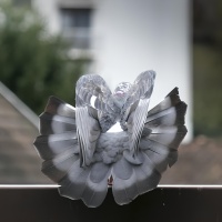 5 OIL CT pigeon-2971-4 - Copie.jpg