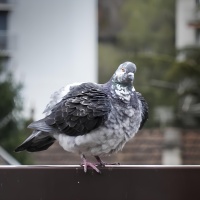 7 OIL CT pigeon-3013-4.jpg