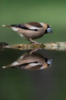 rouyer-philippe-reflets oiseaux 1.jpg