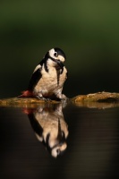 rouyer-philippe-reflets oiseaux 2.jpg