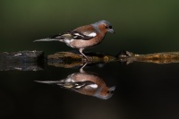 rouyer-philippe-reflets oiseaux 3.jpg