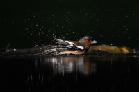 rouyer-philippe-reflets oiseaux 4.jpg