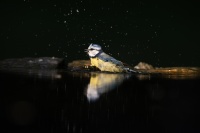 rouyer-philippe-reflets oiseaux 5.jpg