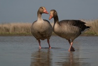 bissardon-suzanne- oies 2 (3).jpg