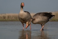 bissardon-suzanne- oies 1 (2).jpg