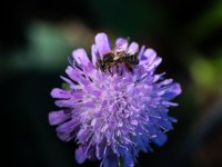 Bernard-P1246408-2.jpg