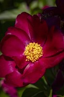 CP_MG_9517.jpg