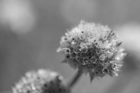 Christophe SORTIE MACRO 7.jpg