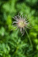 DavidB__DSC9460_20260509_Z6III_0023.jpg